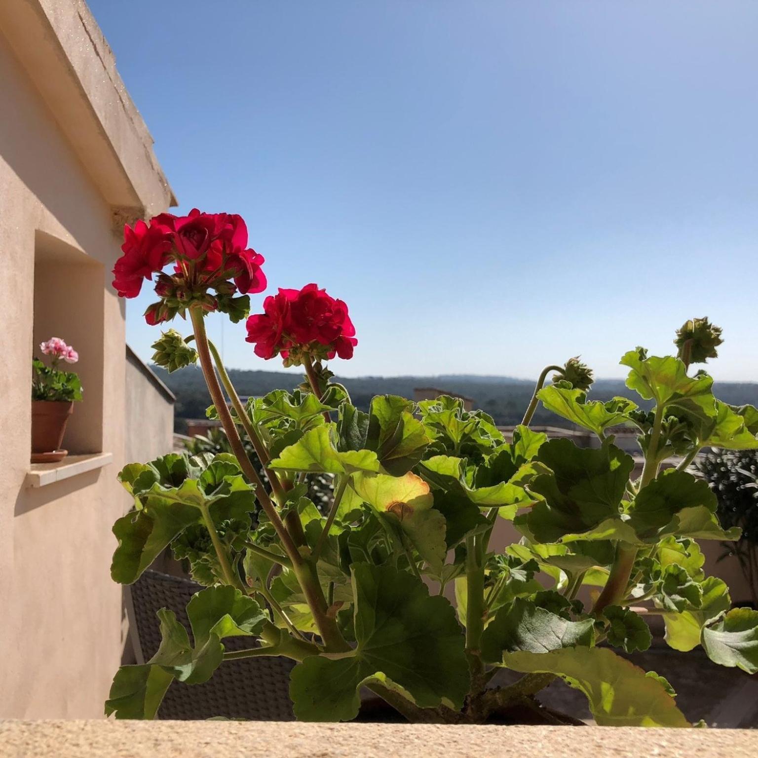 Vista De La Vila - Turismo De Interior. Llubí Quarto foto